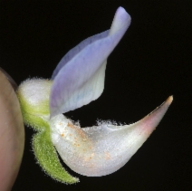 Lupinus latifolius var. latifolius