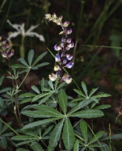 Lupinus latifolius