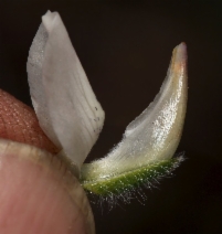 Lupinus microcarpus var. densiflorus