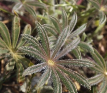 Lupinus microcarpus var. densiflorus
