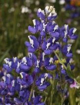 Lupinus nanus