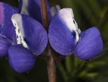 Lupinus nanus