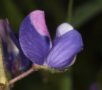 Lupinus nanus