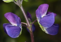 Lupinus rivularis