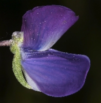 Lupinus rivularis