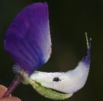 Lupinus rivularis
