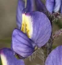Lupinus sparsiflorus