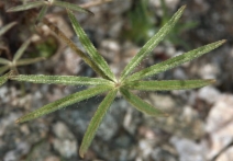 Lupinus sparsiflorus