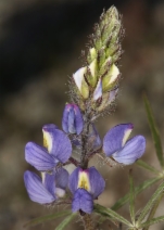 Lupinus sparsiflorus
