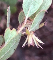 Arctostaphylos pilosula