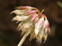 Trifolium ciliolatum