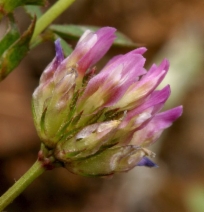 Trifolium ciliolatum