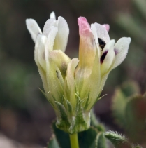 Trifolium fucatum