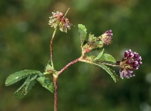Trifolium gracilentum