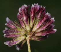 Trifolium gracilentum