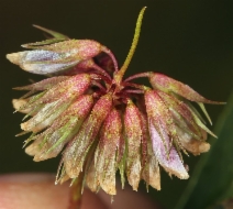 Trifolium gracilentum