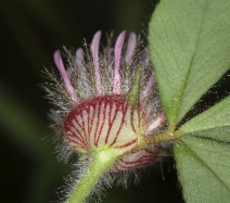 Trifolium hirtum