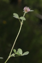 Trifolium hirtum