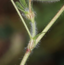 Trifolium hirtum
