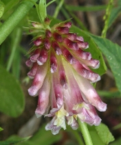Trifolium productum
