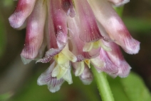 Trifolium productum