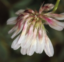 Trifolium lemmonii