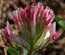 Trifolium macrocephalum