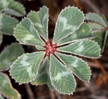Trifolium macrocephalum