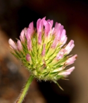 Trifolium microcephalum