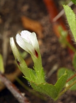 Trifolium monanthum ssp. tenerum