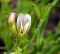 Trifolium monanthum ssp. tenerum