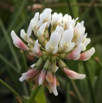 Trifolium repens