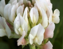 Trifolium repens