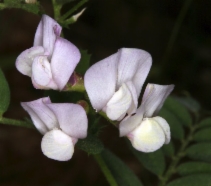 Vicia americana ssp. americana
