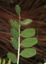 Vicia americana ssp. americana