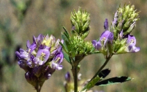 Medicago sativa
