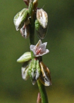 Polygonum douglasii