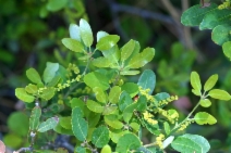 Quercus vacciniifolia