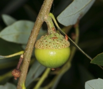 Quercus vacciniifolia