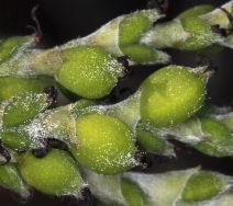 Garrya buxifolia