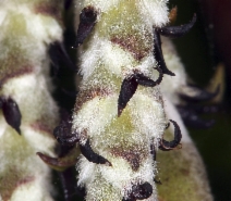 Garrya elliptica