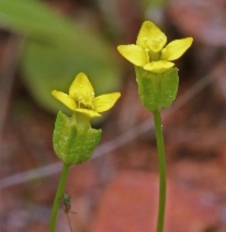 Cicendia quadrangularis