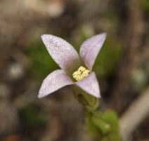 Gentianella amarella - Calflora