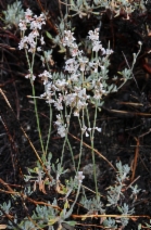 Eriogonum wrightii