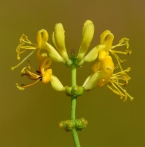 Lonicera interrupta