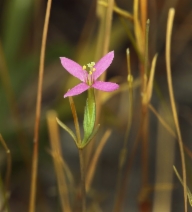 Zeltnera exaltata