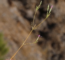 Zeltnera exaltata