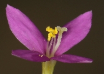 Zeltnera exaltata