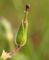 Erodium botrys