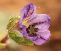 Erodium botrys